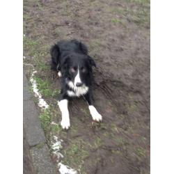 Long haired collie