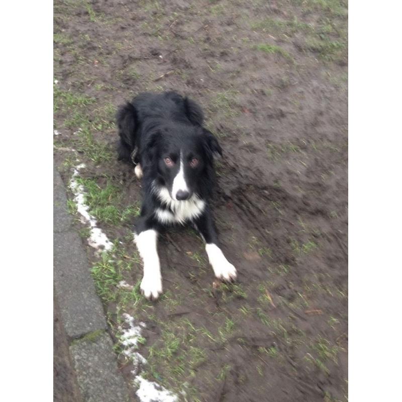 Long haired collie