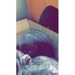 Black Female Kitten