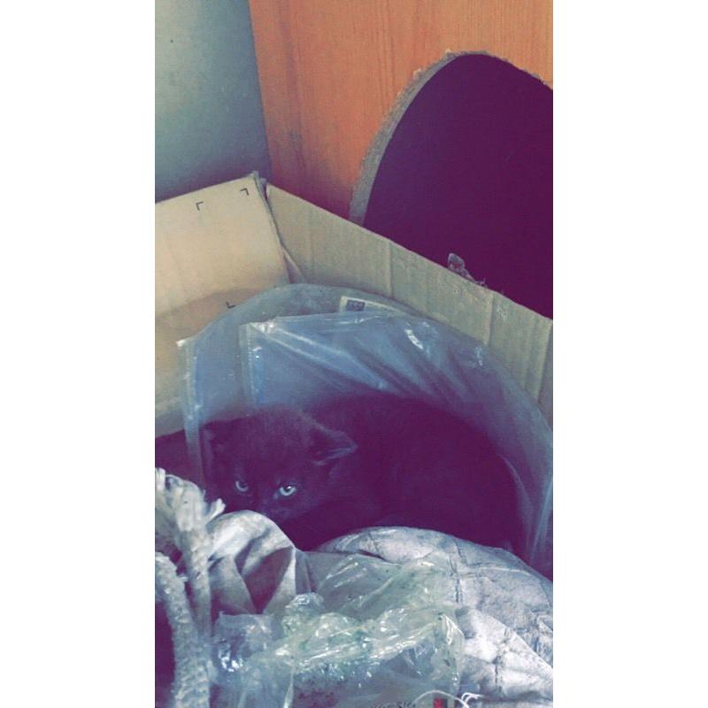 Black Female Kitten