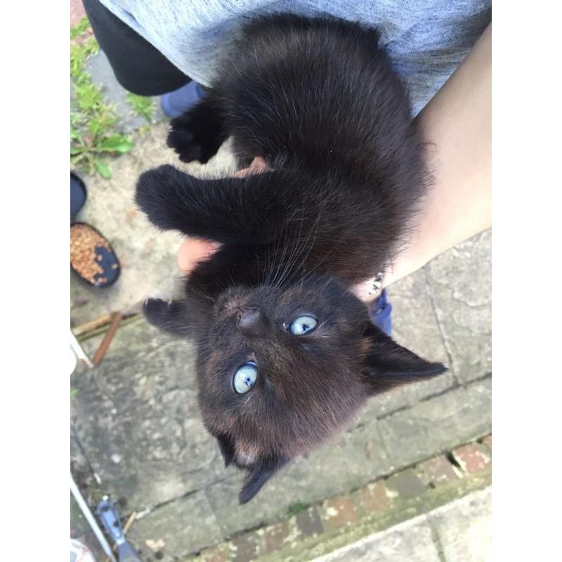 Black Female Kitten