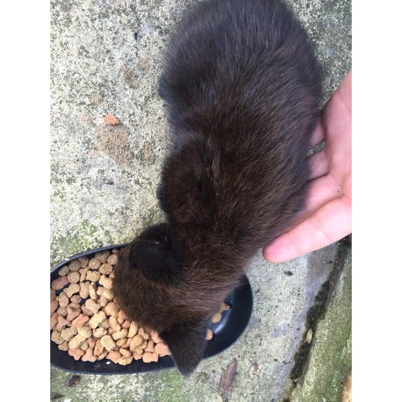 Black Female Kitten