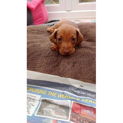 Smooth Dachshund Puppies