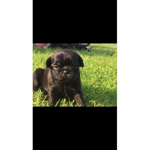 7/8 pug puppies