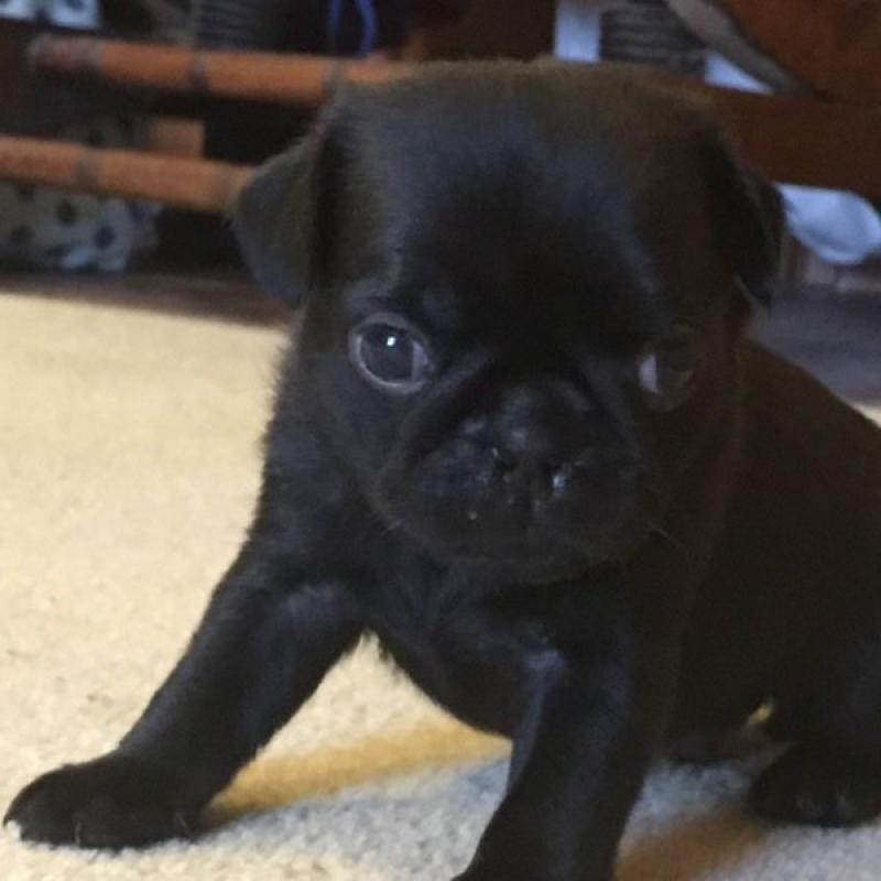 7/8 pug puppies