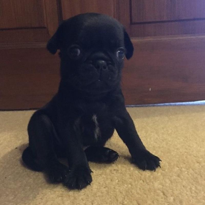 7/8 pug puppies