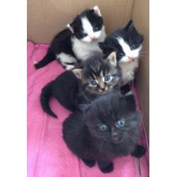 4 kittens for sale