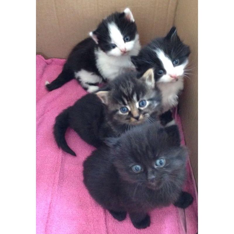 4 kittens for sale