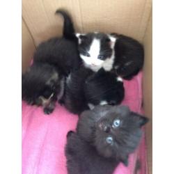 4 kittens for sale