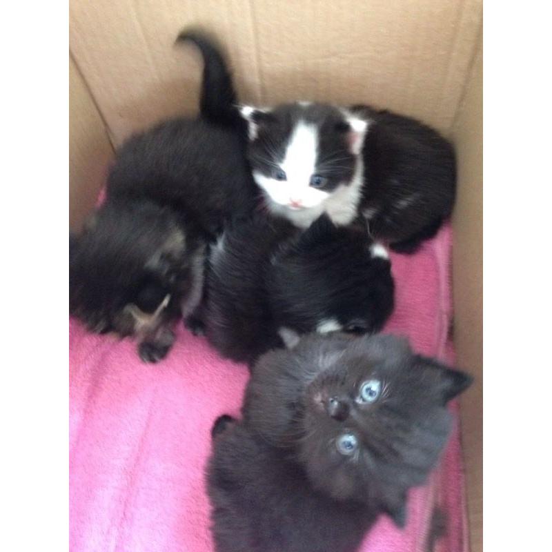 4 kittens for sale