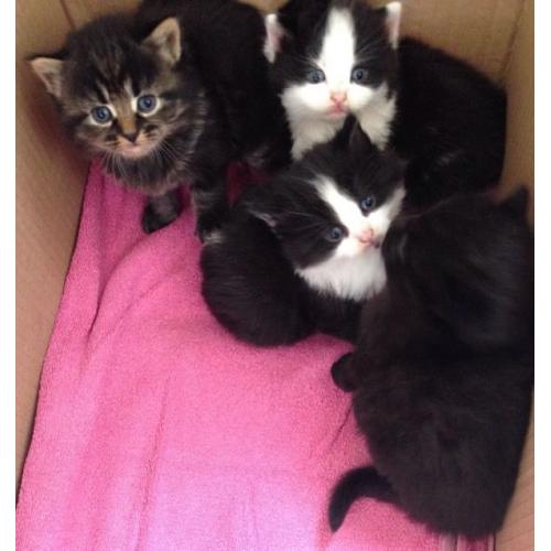 4 kittens for sale