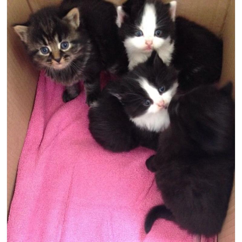 4 kittens for sale