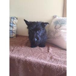 Scottish terrier puppy's