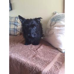 Scottish terrier puppy's