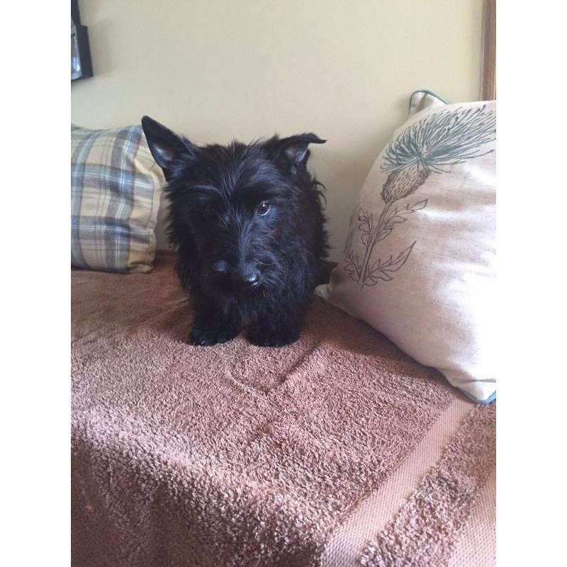 Scottish terrier puppy's