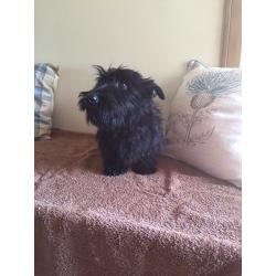 Scottish terrier puppy's