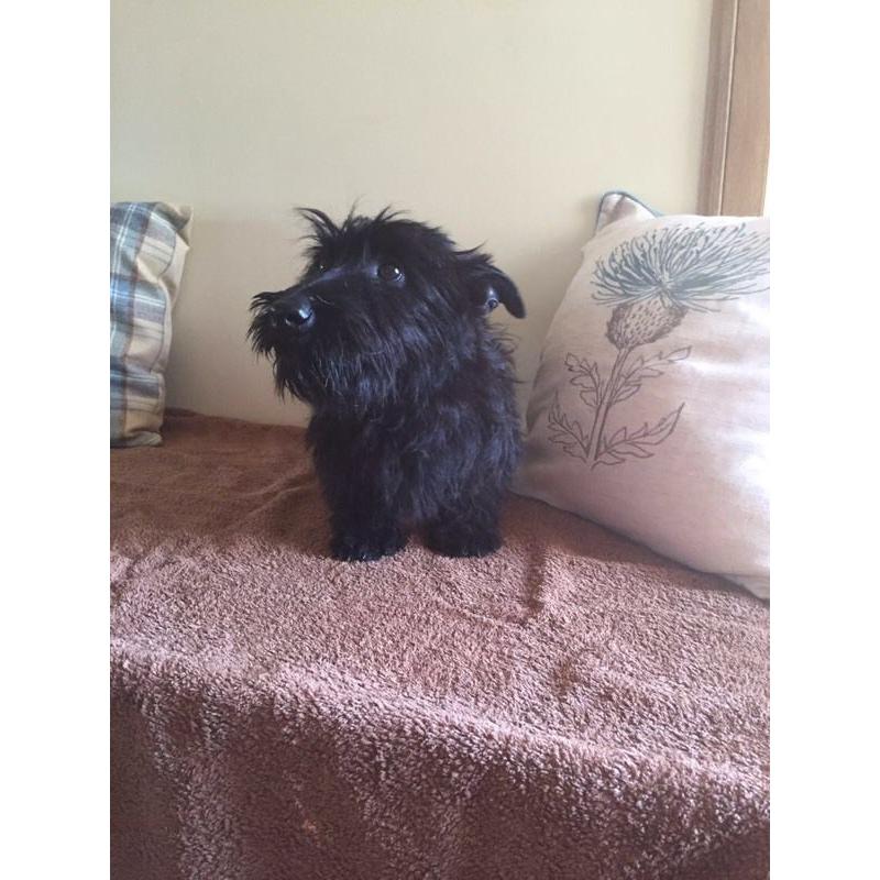 Scottish terrier puppy's