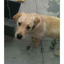 Golden labrador