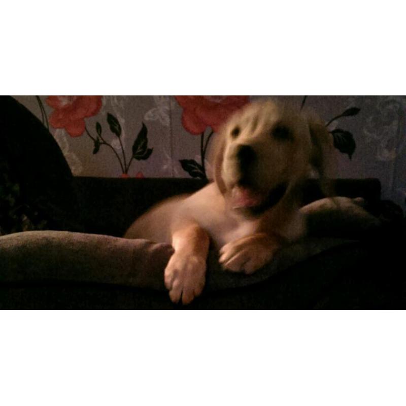 Golden labrador
