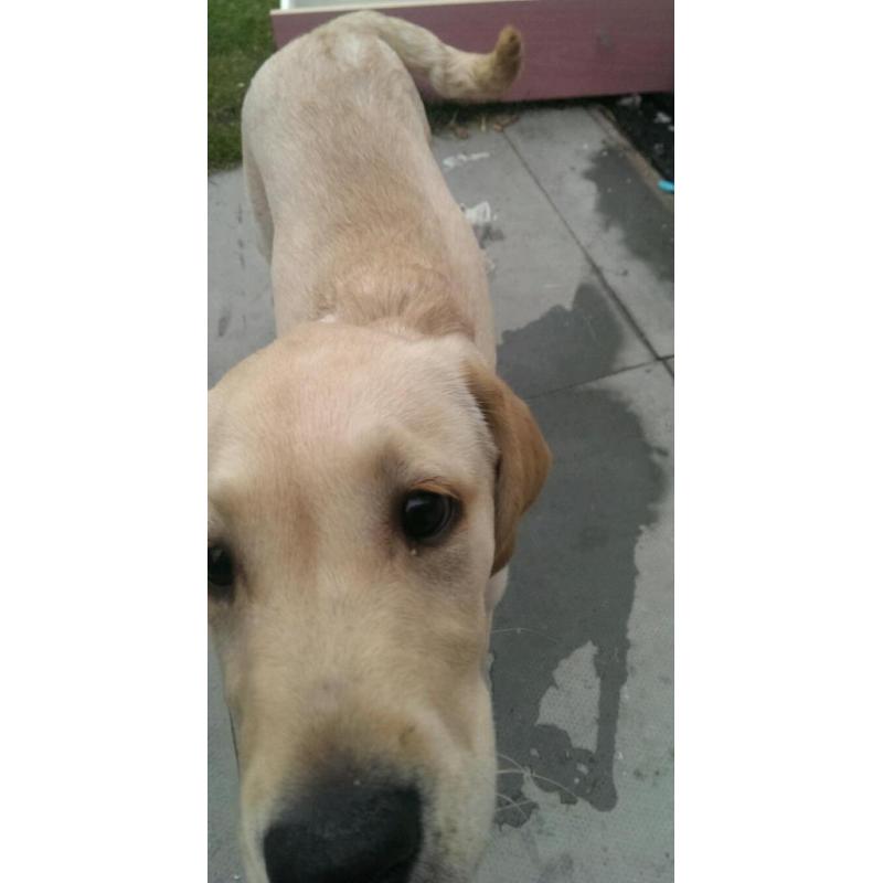 Golden labrador