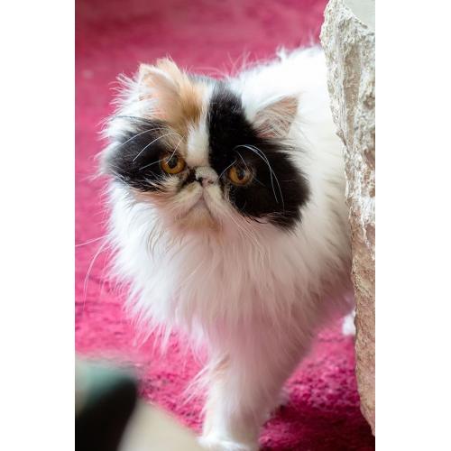 Pure Persian Female Cat