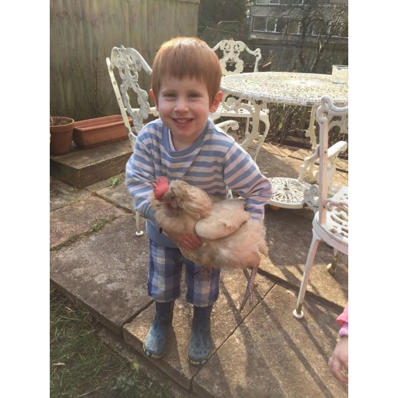 2 free hens chickens