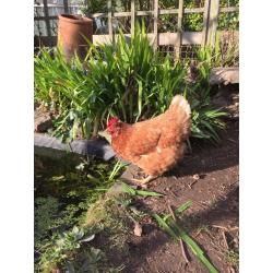 2 free hens chickens