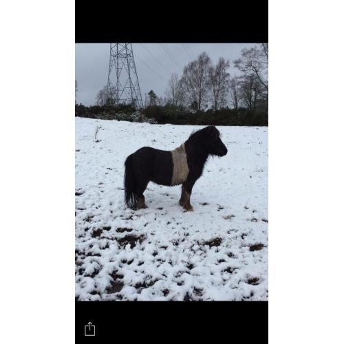 Mini Shetland free to collect companion or unbroken project
