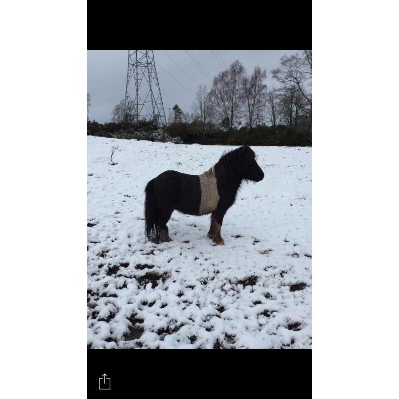 Mini Shetland free to collect companion or unbroken project