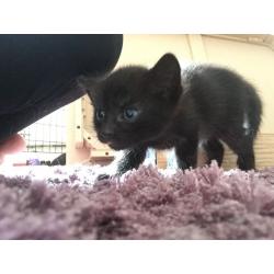 Kittens