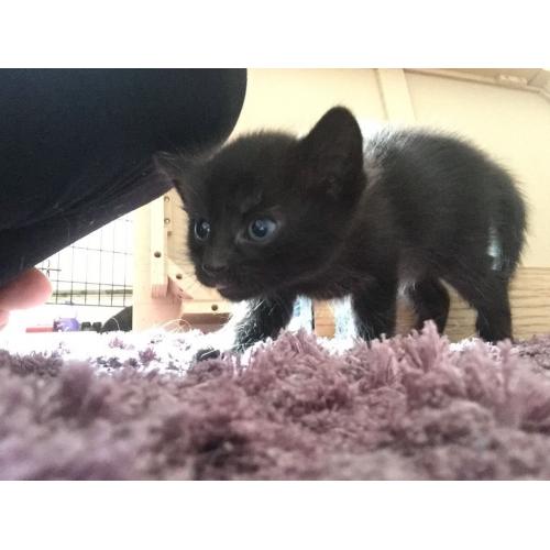 Kittens