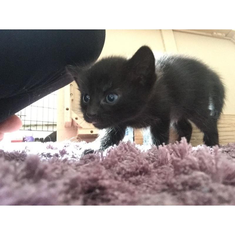 Kittens