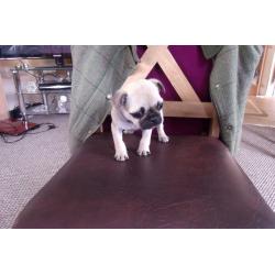 male pug puppy for sale 9 weeks old 350