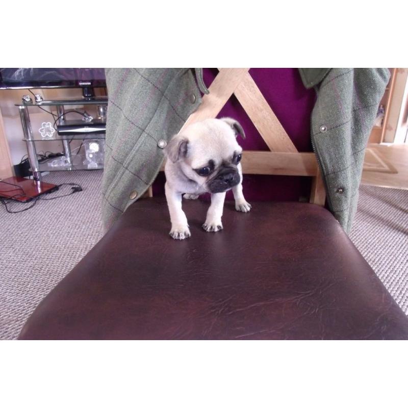 male pug puppy for sale 9 weeks old 350