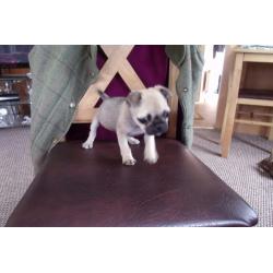male pug puppy for sale 9 weeks old 350