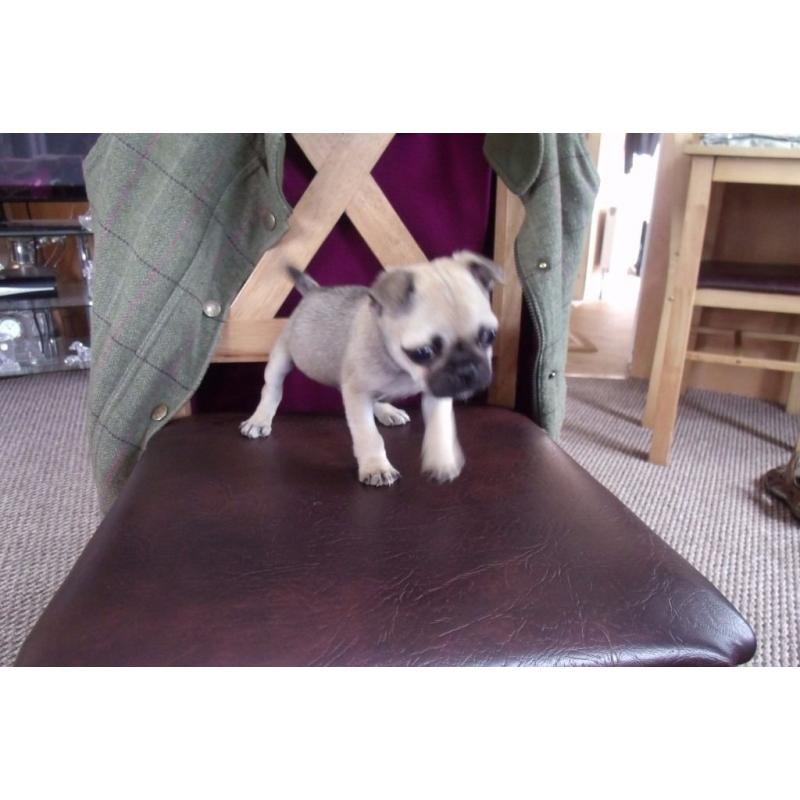 male pug puppy for sale 9 weeks old 350
