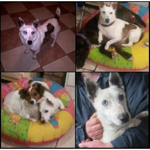 3 year old Male Terrier - Loving Home Needed - Perfect Paws Dog Sanctuary