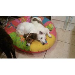 3 year old Male Terrier - Loving Home Needed - Perfect Paws Dog Sanctuary