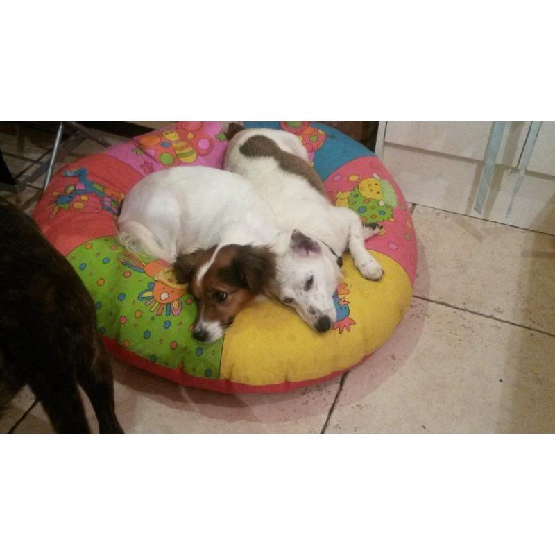 3 year old Male Terrier - Loving Home Needed - Perfect Paws Dog Sanctuary
