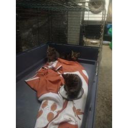Tabby cat