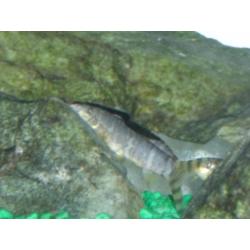 FREE - Tropical fish, 3 x loaches and 1 Cat fish