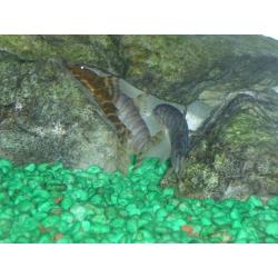 FREE - Tropical fish, 3 x loaches and 1 Cat fish
