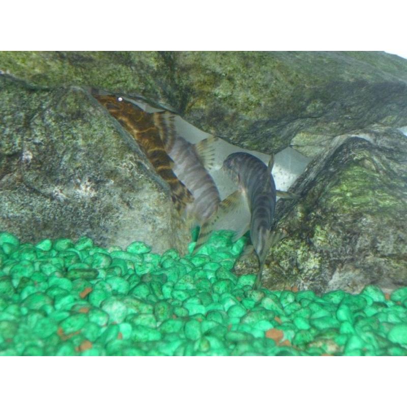FREE - Tropical fish, 3 x loaches and 1 Cat fish