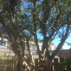 Free tree!??????