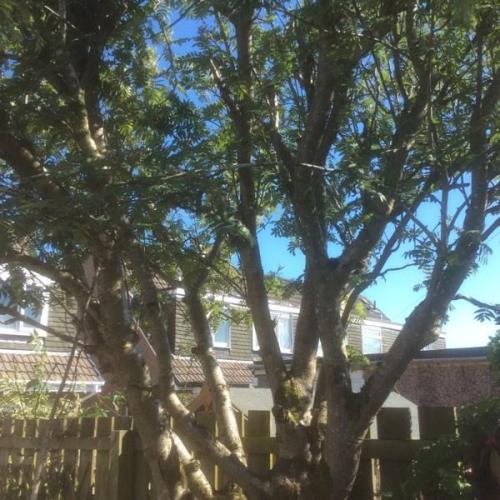Free tree!??????