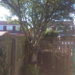 Free tree!??????