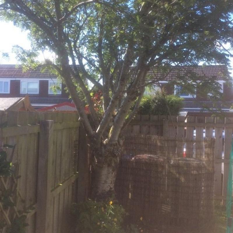 Free tree!??????