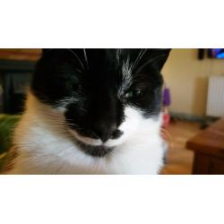 cat looking for forever home.