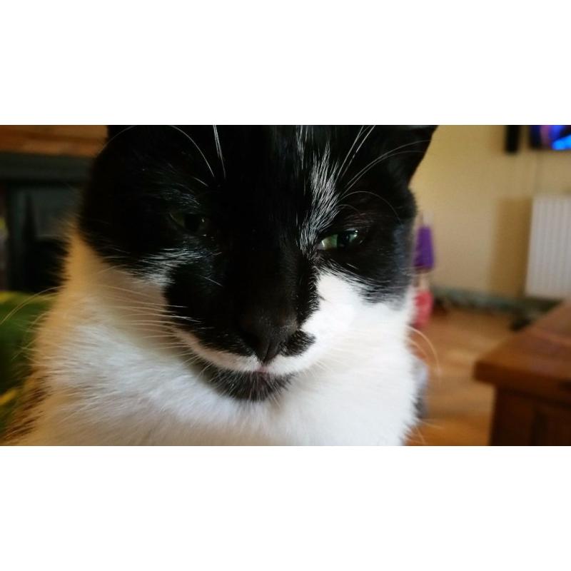 cat looking for forever home.