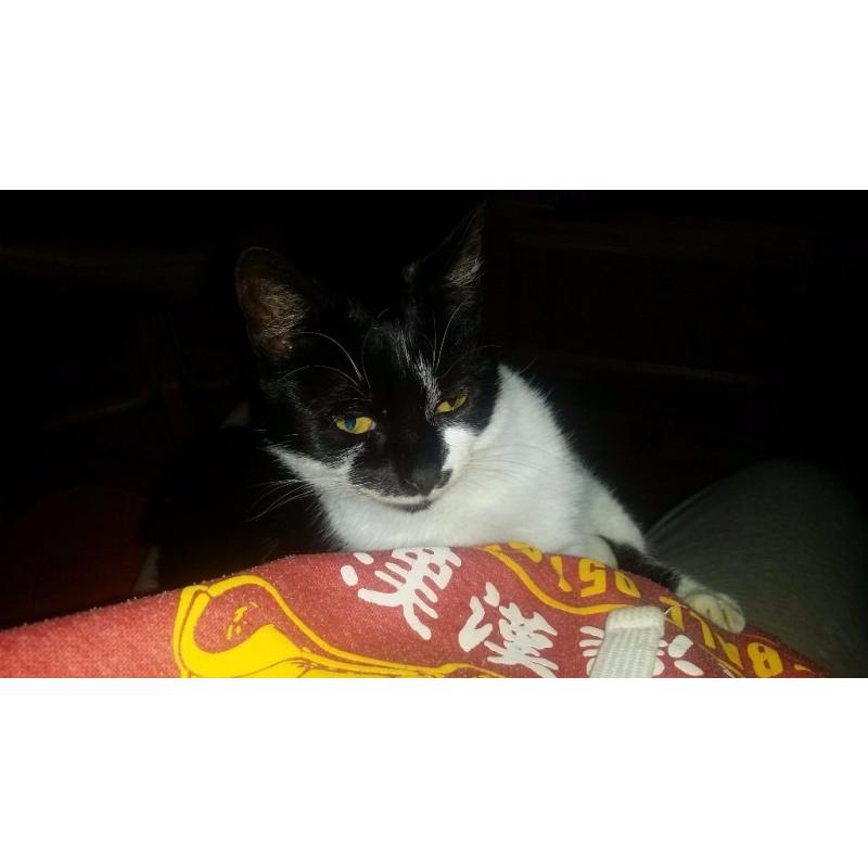 cat looking for forever home.